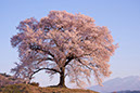 sak鰐塚の桜9563