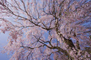 sa森山神社の桜794
