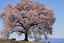 sa鰐塚の桜5112005