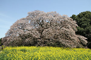  吉高の大桜