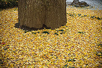 九品寺の境内はちょうど秋色に染まっていて、イチョウの黄色や、モミジの紅葉がとても綺麗だった。