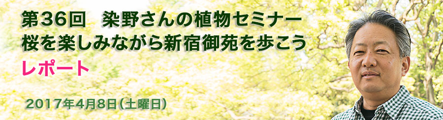 第36回 染野さんの植物セミナー 桜を楽しみながら新宿御苑を歩こう