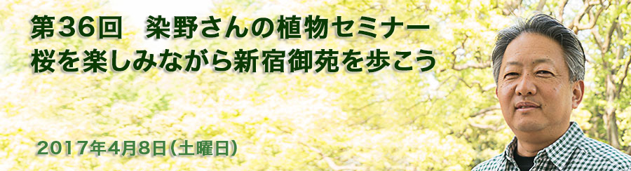 第36回 染野さんの植物セミナー 桜を楽しみながら新宿御苑を歩こう