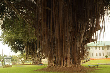 ハワイ巨樹