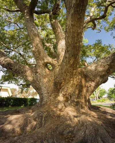 Campor tree