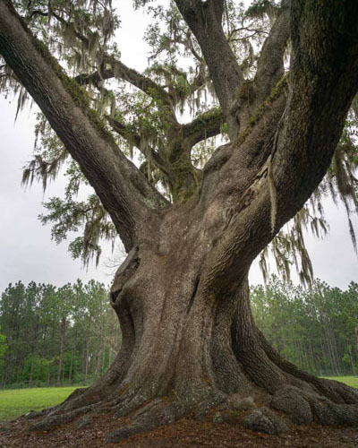 Southern live oak in Cellon Oak Park in Gainesville