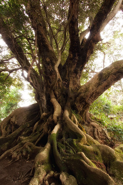 shii安久山の大シイ400glow
