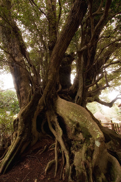 shii安久山の大シイ414glow