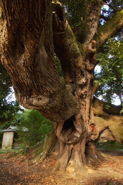 shii賀恵淵の大シイ_004glow