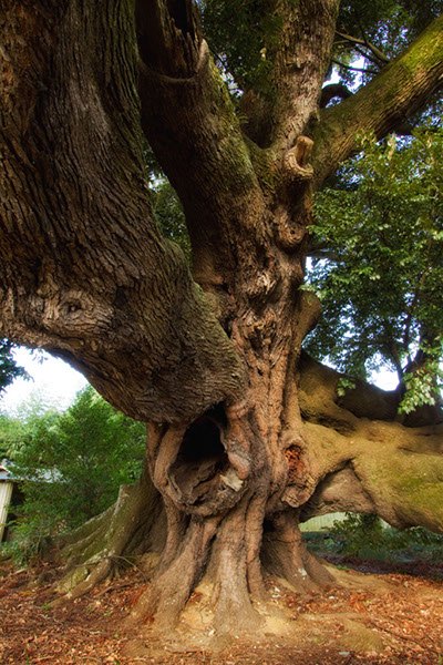 shii賀恵淵の大シイ_020glow