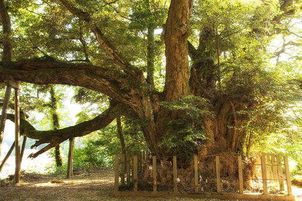 shii志多備神社のスタジイ0197glow