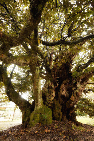 shii西福寺のスタジイ_063glow