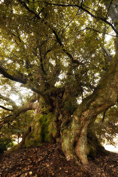 shii西福寺のスタジイ_071glow