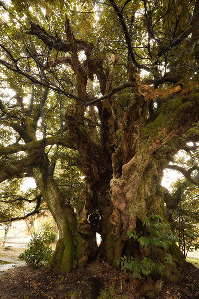 shii西福寺のスタジイ_081glow