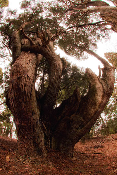 sugi京都_伏状台杉163glow