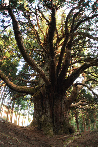 sugi古里の御神楽スギ408glow