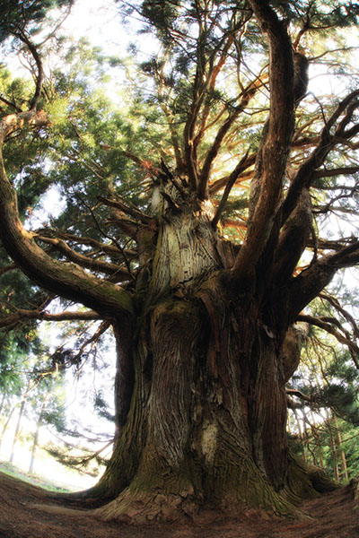 sugi古里の御神楽スギ3400glow