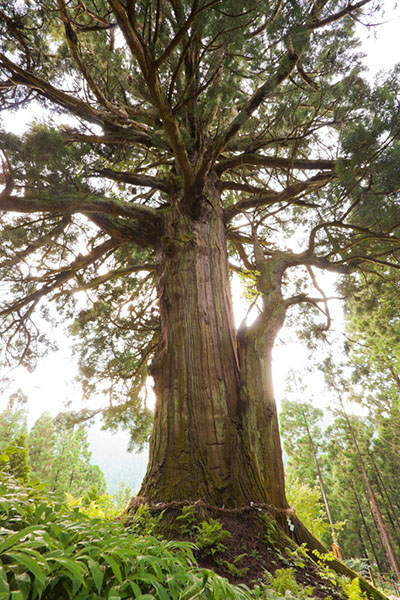 sugi山五十川の玉杉0884
