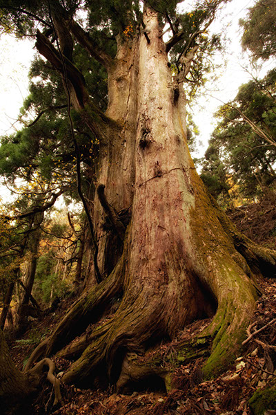 sugi杉坂峠の杉2223glow