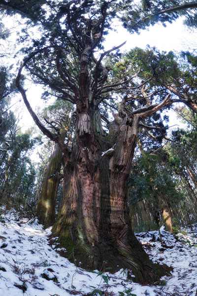 sugi大林寺の大杉093glow
