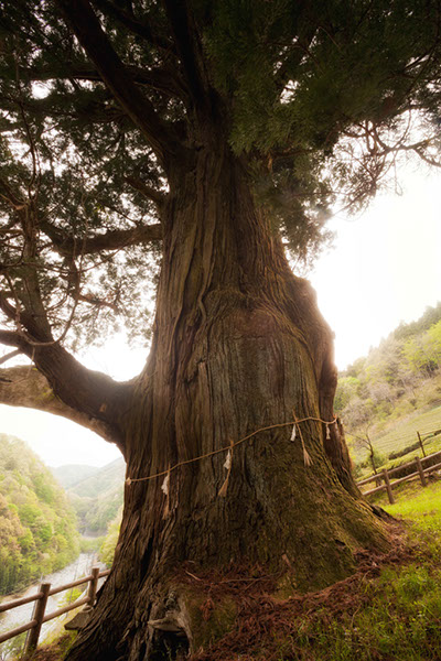 sugi中川の帚杉068aglow