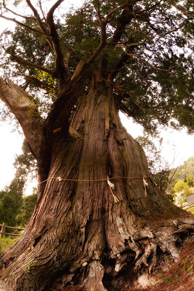 sugi中川の箒杉043glow