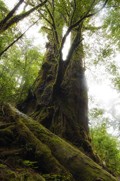 sugi母子杉0104glow