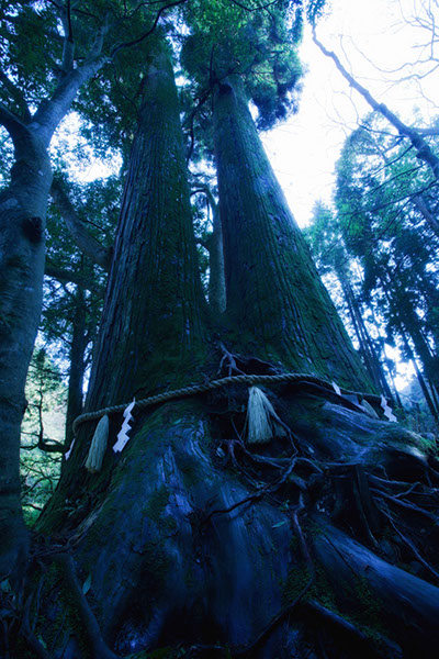 sug貴船神社の相生杉_172glow