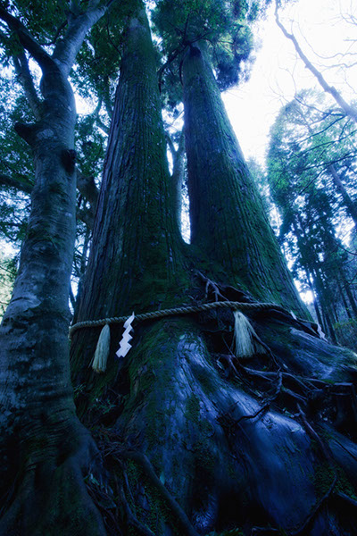 sug貴船神社の相生杉_175glow