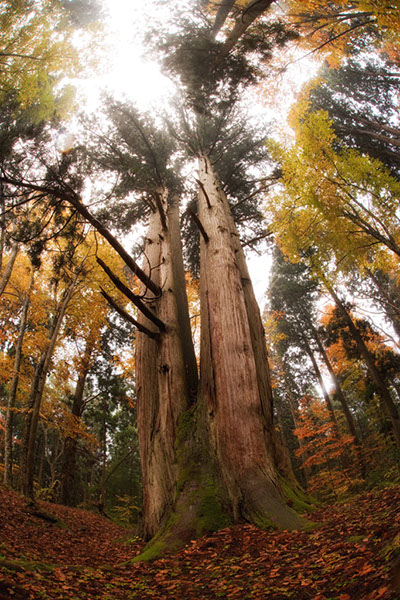 sug法内の八本杉5867glow