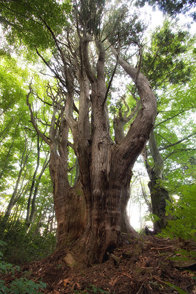 sug竜王杉1820glow