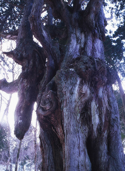 s岩倉の乳房杉008glow