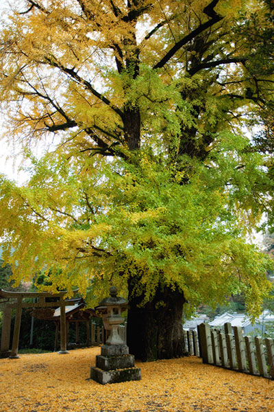 icho初瀬のイチョウ2194glow