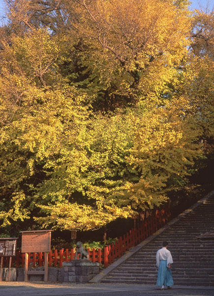 icho鶴ケ岡八幡のイチョウglow