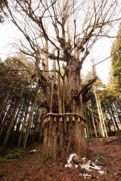 icho薬師の乳イチョウ122glow