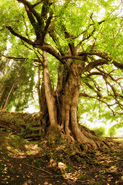 ich観音堂のイチョウ1139glow