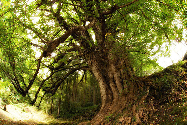 ich観音堂のイチョウ1150glow