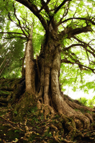 ich観音堂のイチョウ1151glow