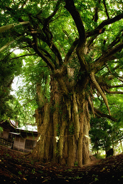 ich上高野山の乳イチョウ0986glow