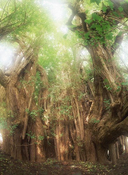 i北金が沢のイチョウ003glow