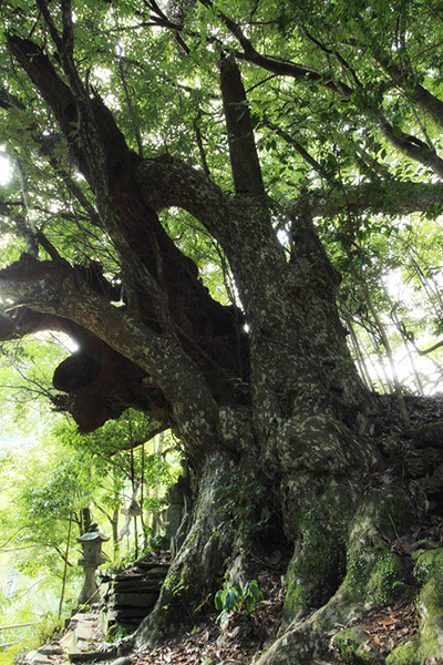 kag地蔵森のカゴノキ104glow