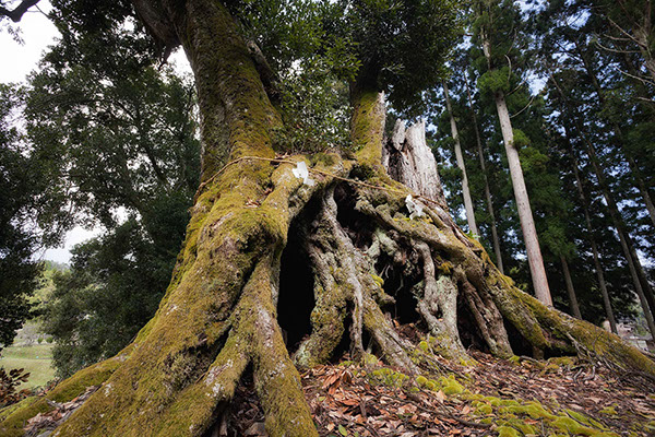 kasi白山神社のツクバネガシ_130glow