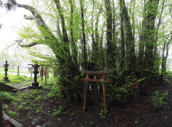 katu稲荷神社の千本カツラ272Pan_glow