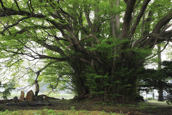 katu子安地蔵尊のカツラ162glow