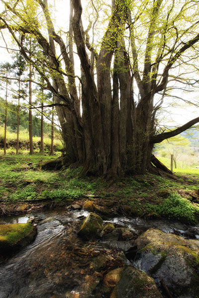 katu大洞の千本カツラ345glow
