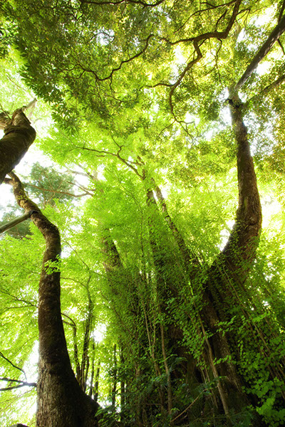 kat海潮のカツラ0201glow