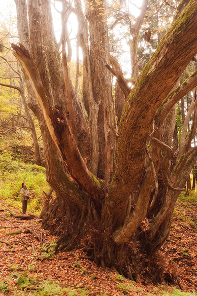 kat鳥海山の千本桂5806glow