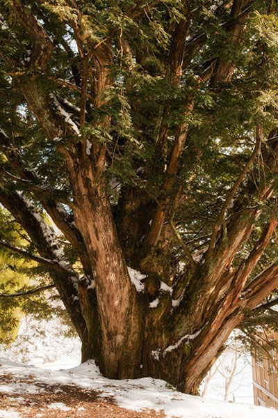 kaya猿沢の箒カヤ011glow