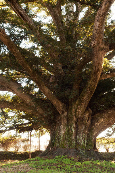 kaya長久寺のマルミガヤ109glow