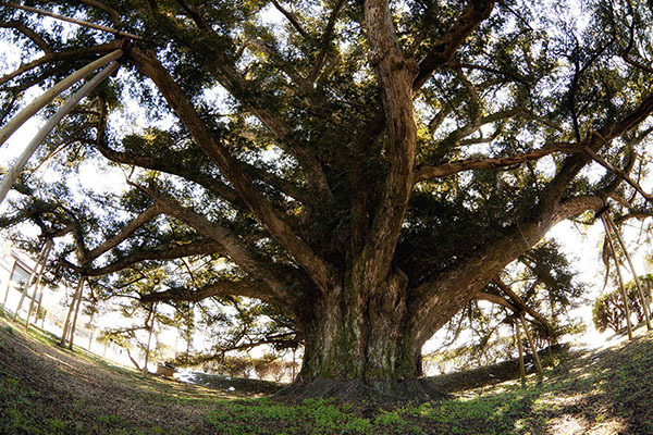 kaya長久寺のマルミガヤ114glow